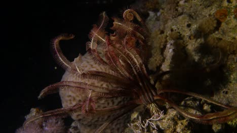 Feather-Starfish-at-night