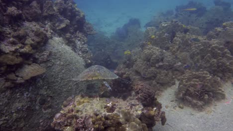 Sea-Turtle