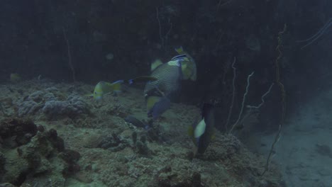 Triggerfish