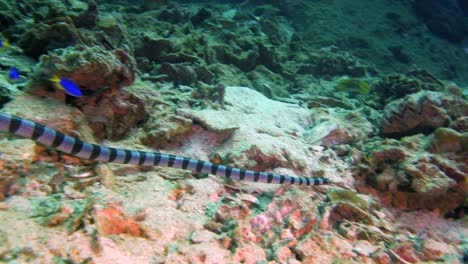 sea-snake