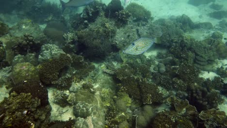 Filefish