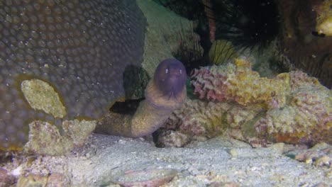 Moray-Eel