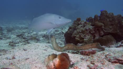 Caza-de-anguila-de-Moray