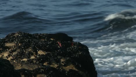 Oyster-catcher-bird-eating-a-mussel.