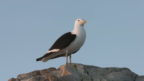 Möwe-stehend-auf-einem-Felsen.