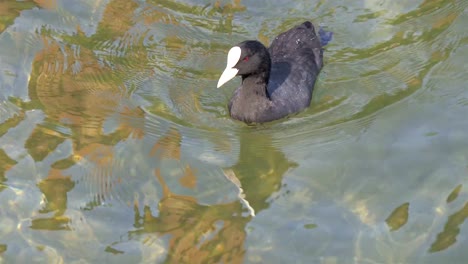 Das-Baby-schwarze-Wasserhuhn-wackeln-mit-dem-Kopf-und-Schwimmen-im-See-GH4-4-K-UHD