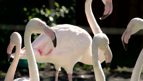 Six-white-and-pinkish-long-neck-flamingos-flocking