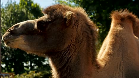 Ultra-closeup-shot-of-a-camel-against-a-green-foliage-background