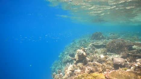 Coral-reef-and-tropical-fish.Philippines