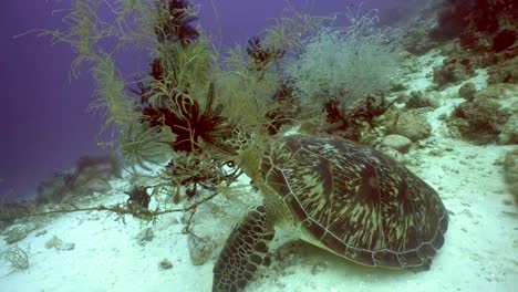 Sea-turtle-under-water