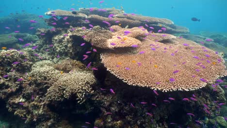 Coral-reef-and-tropical-fish.Philippines