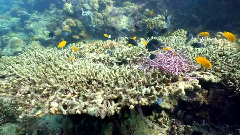 Coral-reef-and-tropical-fish.Philippines