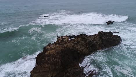 Birds-on-rock