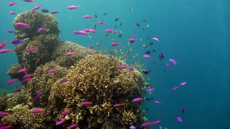 Arrecife-de-coral-y-peces-tropicales.-Filipinas