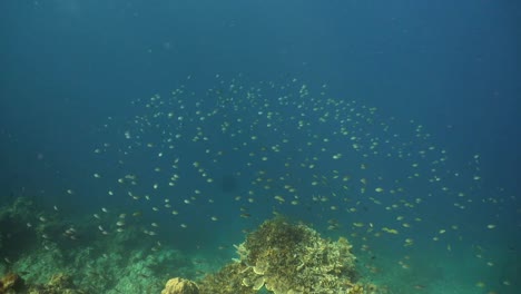 Korallenriff-und-tropischen-Fischen.-Philippinen