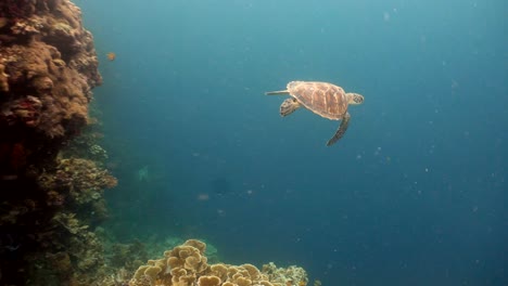 Sea-turtle-under-water