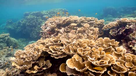 Coral-reef-and-tropical-fish.Philippines