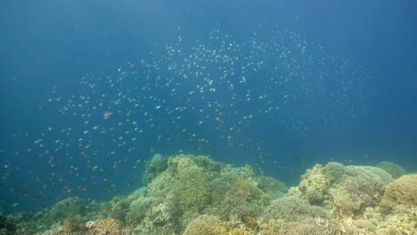 Korallenriff-und-tropischen-Fischen.-Philippinen