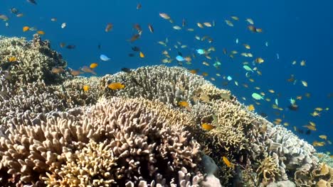 Coral-reef-and-tropical-fish.Philippines