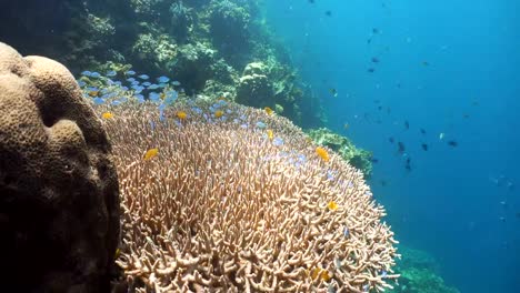 Coral-reef-and-tropical-fish.Philippines