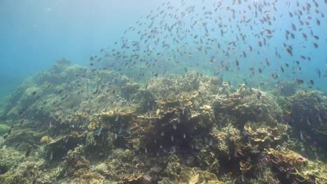 Korallenriff-und-tropischen-Fischen.-Philippinen