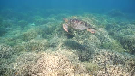 Sea-turtle-under-water