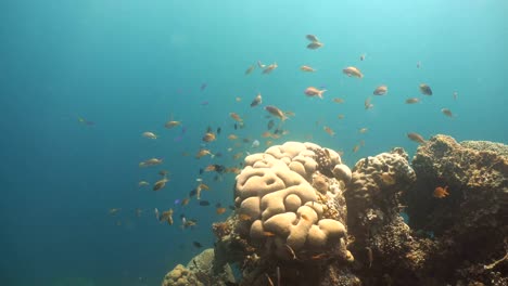 Coral-reef-and-tropical-fish.Philippines