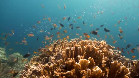 Coral-reef-and-tropical-fish.Philippines