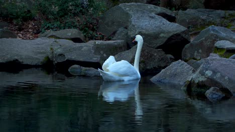 Cisne-blanco-en-un-estanque