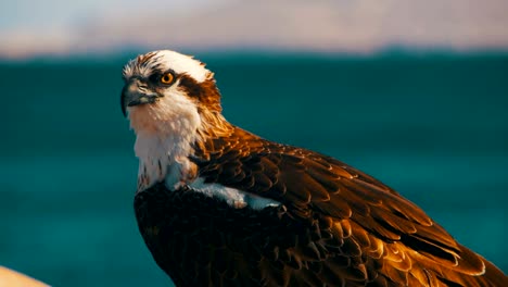 Marine-Bird-of-Prey-Osprey-Sits-on-the-Background-of-Red-Sea