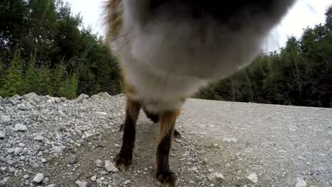 Beautiful-wild-red-fox-biting-camera-on-road