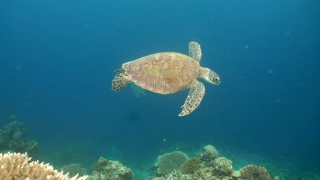 Sea-turtle-under-water