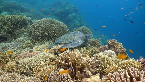 Sea-turtle-under-water