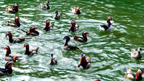 Pato-del-mandarín-estaban-jugando-en-el-lago.