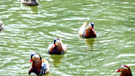 Pato-del-mandarín-estaban-jugando-en-el-lago.