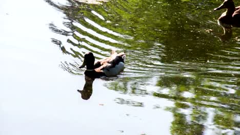 Ducks-in-the-Marsh-Pond