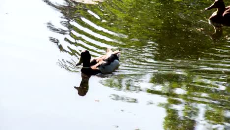 Patos-en-el-estanque-de-las-marismas