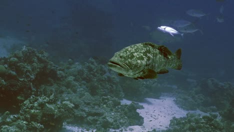 Mero-grande-de-Malabar-en-paisaje-de-arrecifes-de-Coral