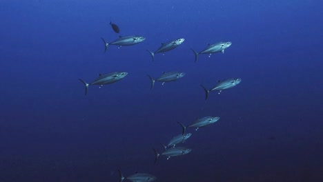 Schooling-Bonito-in-Blue-water,-Red-Sea