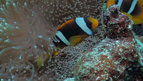 Clownfish-in-Anemone,-Red-Sea