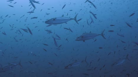 Tuna-inside-schooling-Sardines,-Red-Sea