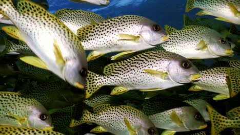 Nahaufnahme-der-schulischen-tropischen-Fische,-Rotes-Meer