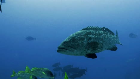 Big-Grouper-at-Coral-reef,-Red-Sea