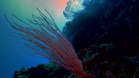 Coral-reef-wall-in-Palau