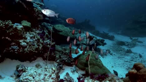 Treffen-Common-Big-Eye-Fische,-Palau