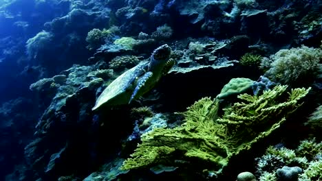 Meeresschildkröte-in-der-Coral-Riff-Landschaft,-Palau