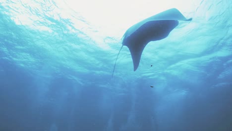 Huge-Manta-rays-do-loopings,-underwater-shot,-Palau