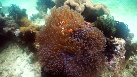Clownfish-Anemonefish-in-anemone