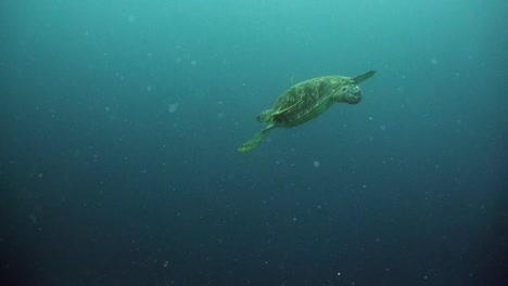 Sea-turtle-under-water