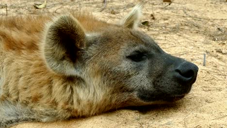 Spotted-Hyaena-(Crocuta-crocuta).